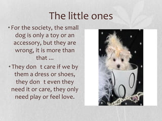 The little ones
• For the society, the small
    dog is only a toy or an
   accessory, but they are
   wrong, it is more than
            that ...
• They don t care if we by
   them a dress or shoes,
    they don t even they
  need it or care, they only
   need play or feel love.
 