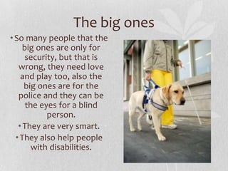 The big ones
• So many people that the
     big ones are only for
      security, but that is
   wrong, they need love
    and play too, also the
     big ones are for the
   police and they can be
      the eyes for a blind
            person.
   • They are very smart.
  • They also help people
        with disabilities.
 