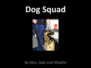 Dog Squad By Alex, Jade and Maddie 