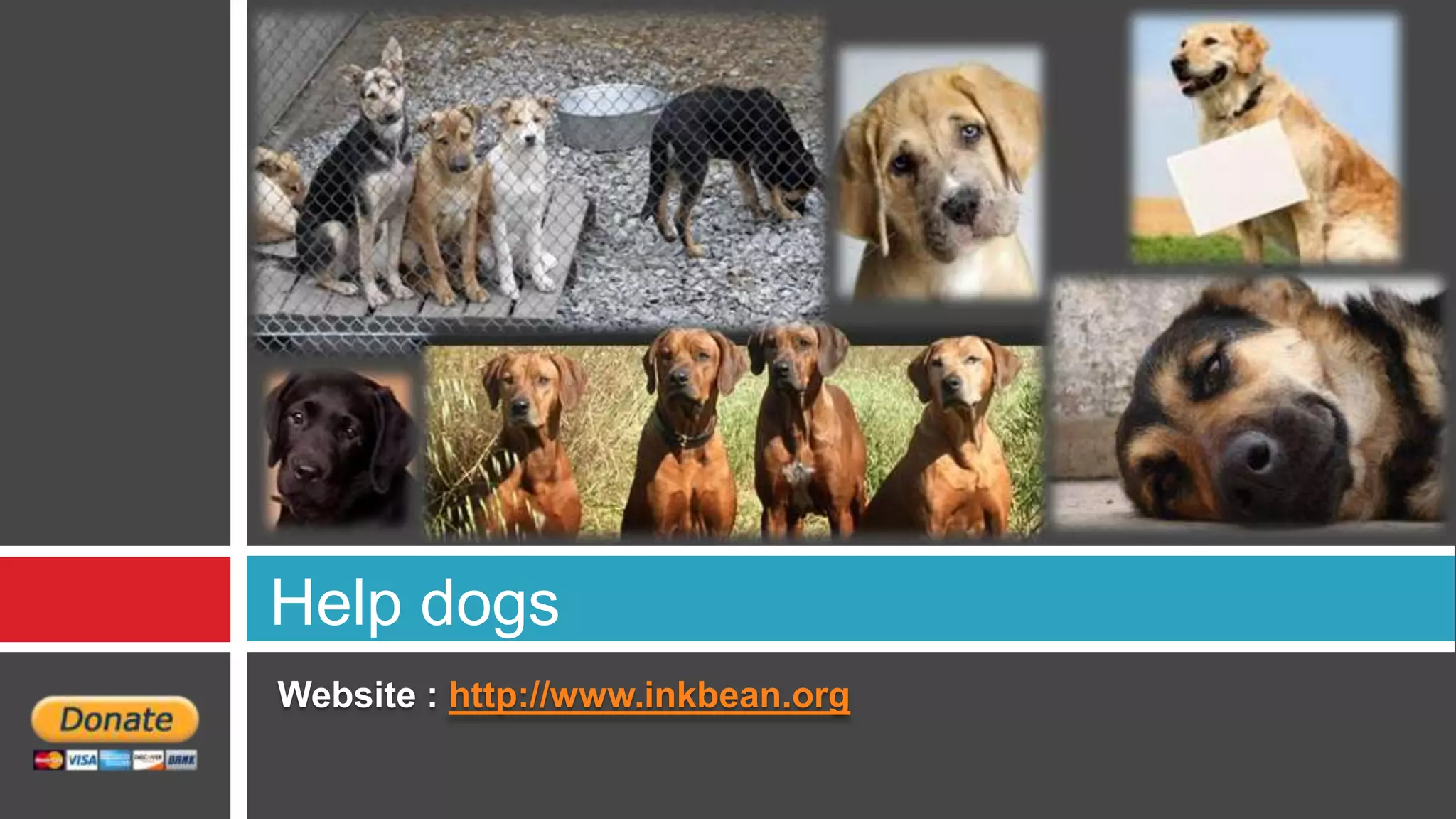 Help dogs
Website : http://www.inkbean.org