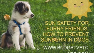 SUN SAFETY FOR
FURRY FRIENDS:
HOW TO PREVENT
SUNBURN IN DOGS
WWW.BUDGETVETC
 