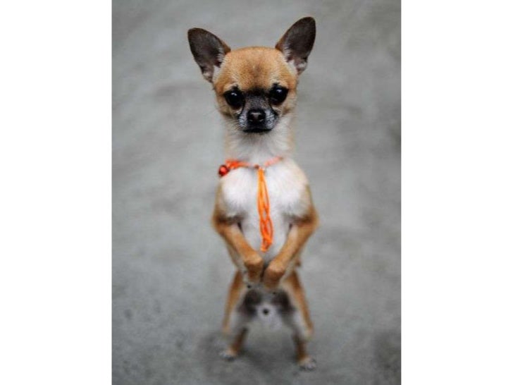 Dogs walking on two legs