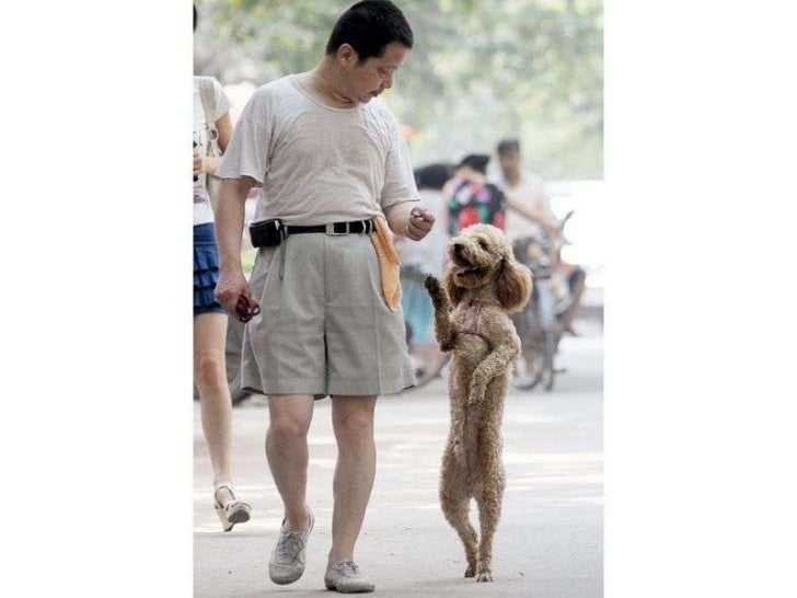 how to to walk on two legs dogs walking on two legs how to to walk on two legs dogs walking on two legs