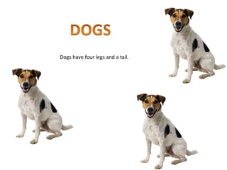 Dogs have four legs and a tail.
 