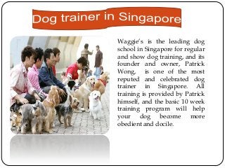 Waggie’s is the leading dog
school in Singapore for regular
and show dog training, and its
founder and owner, Patrick
Wong, is one of the most
reputed and celebrated dog
trainer in Singapore. All
training is provided by Patrick
himself, and the basic 10 week
training program will help
your dog become more
obedient and docile.

 