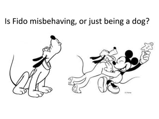 Is Fido misbehaving, or just being a dog? 