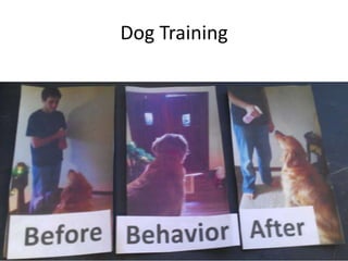 Dog Training
 