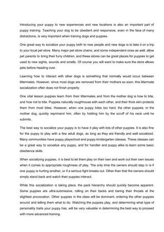 Introducing your puppy to new experiences and new locations is also an important part of
puppy training. Teaching your dog to be obedient and responsive, even in the face of many
distractions, is very important when training dogs and puppies.
One great way to socialize your puppy both to new people and new dogs is to take it on a trip
to your local pet store. Many major pet store chains, and some independent ones as well, allow
pet parents to bring their furry children, and these stores can be great places for puppies to get
used to new sights, sounds and smells. Of course you will want to make sure the store allows
pets before heading over.
Learning how to interact with other dogs is something that normally would occur between
littermates. However, since most dogs are removed from their mothers so soon, this littermate
socialization often does not finish properly.
One vital lesson puppies learn from their littermates and from the mother dog is how to bite,
and how not to bite. Puppies naturally roughhouse with each other, and their thick skin protects
them from most bites. However, when one puppy bites too hard, the other puppies, or the
mother dog, quickly reprimand him, often by holding him by the scruff of his neck until he
submits.
The best way to socialize your puppy is to have it play with lots of other puppies. It is also fine
for the puppy to play with a few adult dogs, as long as they are friendly and well socialized.
Many communities have puppy playschool and puppy kindergarten classes. These classes can
be a great way to socialize any puppy, and for handler and puppy alike to learn some basic
obedience skills.
When socializing puppies, it is best to let them play on their own and work out their own issues
when it comes to appropriate roughness of play. The only time the owners should step in is if
one puppy is hurting another, or if a serious fight breaks out. Other than that the owners should
simply stand back and watch their puppies interact.
While this socialization is taking place, the pack hierarchy should quickly become apparent.
Some puppies are ultra-submissive, rolling on their backs and baring their throats at the
slightest provocation. Other puppies in the class will be dominant, ordering the other puppies
around and telling them what to do. Watching the puppies play, and determining what type of
personality traits your puppy has, will be very valuable in determining the best way to proceed
with more advanced training.
 