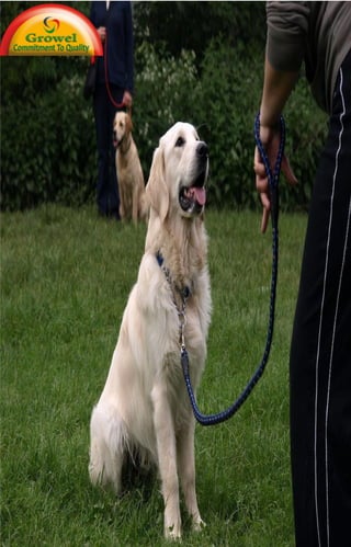 Basic Obedience
Training For Dog
 
