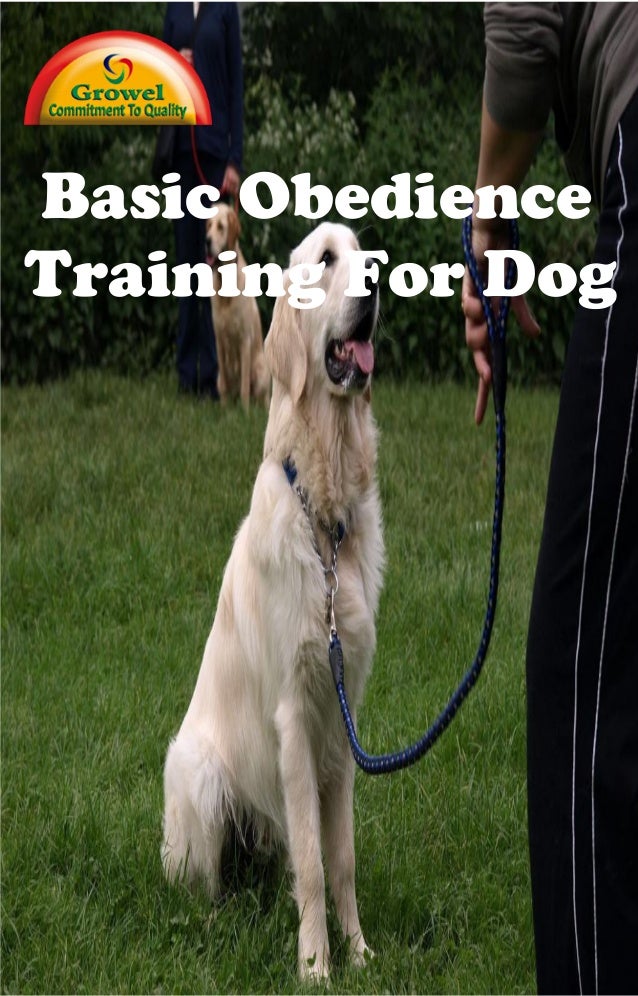 Basic Obedience Training for Dog
