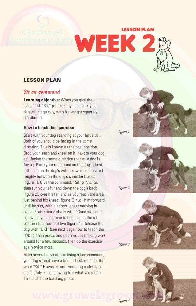 Basic Obedience Training for Dog