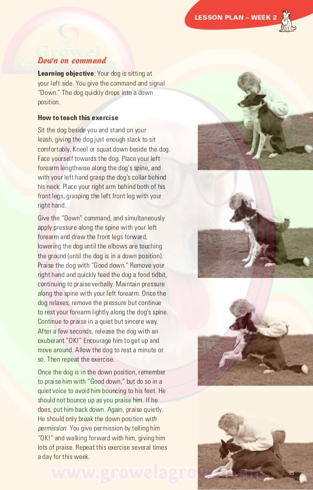 Basic Obedience Training for Dog