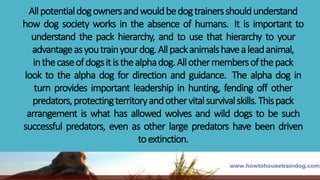 Allpotentialdogownersandwouldbedogtrainersshouldunderstand
how dog society works in the absence of humans. It is important to
understand the pack hierarchy, and to use that hierarchy to your
advantageasyoutrainyourdog.Allpackanimalshavealeadanimal,
inthecaseofdogsitisthealphadog.Allothermembersofthepack
look to the alpha dog for direction and guidance. The alpha dog in
turn provides important leadership in hunting, fending off other
predators,protectingterritoryandothervitalsurvivalskills.Thispack
arrangement is what has allowed wolves and wild dogs to be such
successful predators, even as other large predators have been driven
toextinction.
 