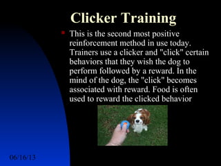 06/16/13 http://www.ad2action.com/8/899709xuu17y/12
Clicker Training
 This is the second most positive
reinforcement method in use today.
Trainers use a clicker and "click" certain
behaviors that they wish the dog to
perform followed by a reward. In the
mind of the dog, the "click" becomes
associated with reward. Food is often
used to reward the clicked behavior
 