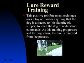 06/16/13 http://www.ad2action.com/8/899709xuu17y/13
Lure Reward
Training
 This positive reinforcement technique
uses a toy or food or anything that the
dog is attracted to (his favorite old
slipper) to teach the dog to understand
commands. As this training progresses
and the dog learns, the lure is removed
from the process.
 