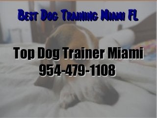 Best Dog Training Miami FLBest Dog Training Miami FL
Top Dog Trainer MiamiTop Dog Trainer Miami
954-479-1108954-479-1108
 