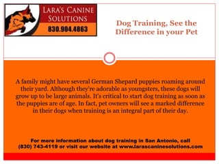 Dog Training, See the
Difference in your Pet
For more information about dog training in San Antonio, call
(830) 743-4119 or visit our website at www.larascaninesolutions.com
A family might have several German Shepard puppies roaming around
their yard. Although they're adorable as youngsters, these dogs will
grow up to be large animals. It's critical to start dog training as soon as
the puppies are of age. In fact, pet owners will see a marked difference
in their dogs when training is an integral part of their day.
 