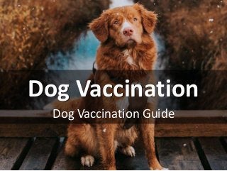 Dog Vaccination
Dog Vaccination Guide
 