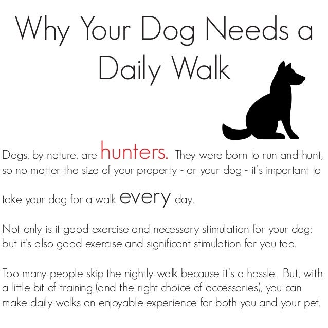 Why you need to walk your dog daily