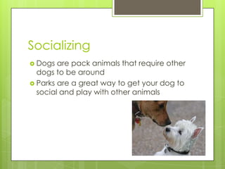 Socializing
 Dogs  are pack animals that require other
  dogs to be around
 Parks are a great way to get your dog to
  social and play with other animals
 