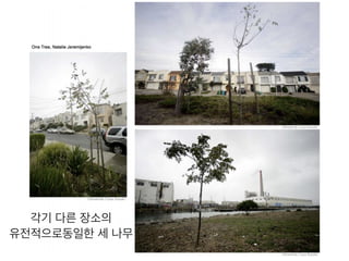 각기 다른 장소의
유전적으로동일한 세 나무
 