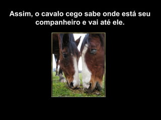 Assim, o cavalo cego sabe onde está seu companheiro e vai até ele. 