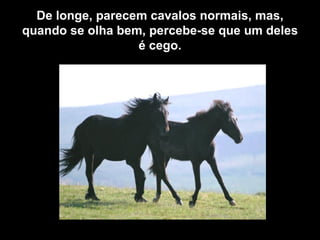 De longe, parecem cavalos normais, mas, quando se olha bem, percebe-se que um deles é cego. 