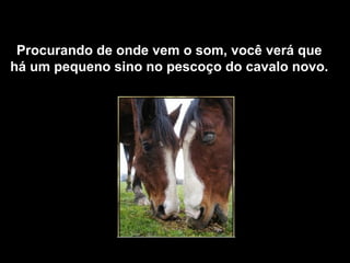 Procurando de onde vem o som, você verá que há um pequeno sino no pescoço do cavalo novo. 