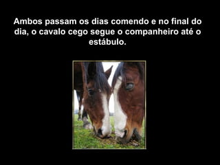 Ambos passam os dias comendo e no final do dia, o cavalo cego segue o companheiro até o estábulo. 