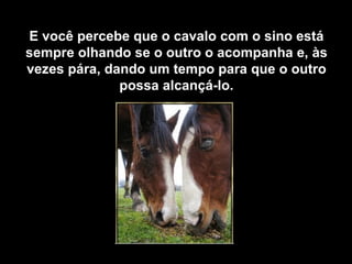 E você percebe que o cavalo com o sino está sempre olhando se o outro o acompanha e, às vezes pára, dando um tempo para que o outro possa alcançá-lo. 