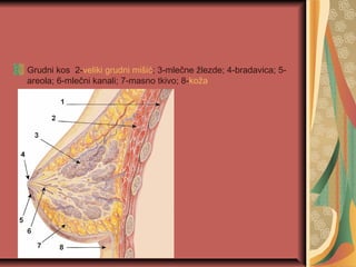 Grudni kos 2-veliki grudni mišić; 3-mlečne žlezde; 4-bradavica; 5-
areola; 6-mlečni kanali; 7-masno tkivo; 8-koža
 