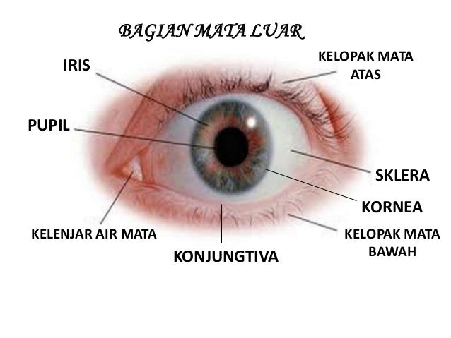 Dokter kecil