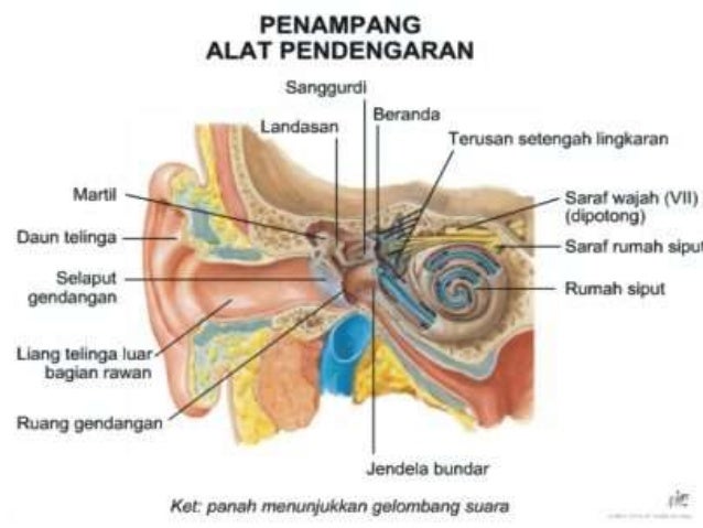 Dokter Kecil