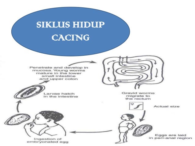 Dokter Kecil