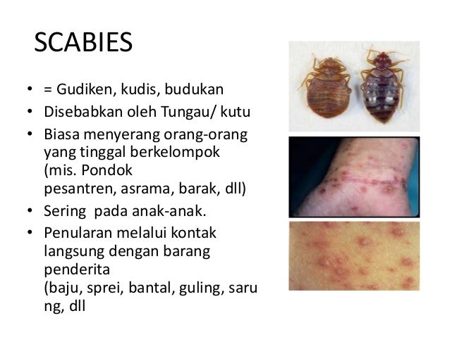 Dokter Kecil