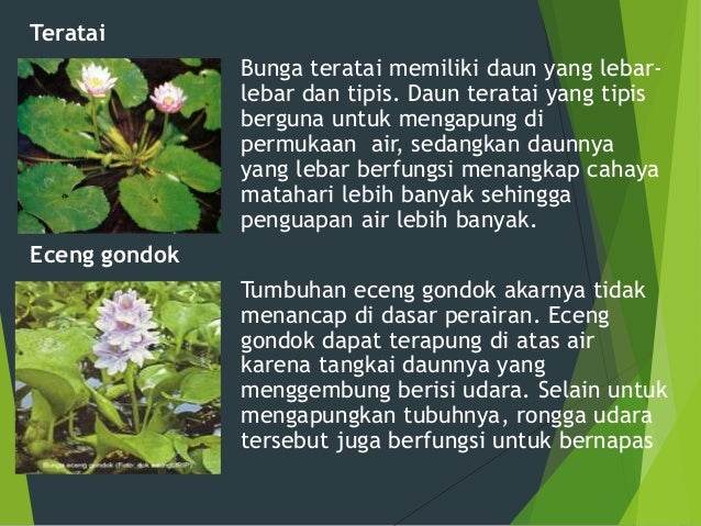 Dokumen Tips Ppt Bentuk Luar Tubuh Hewan Dan Tumbuhan