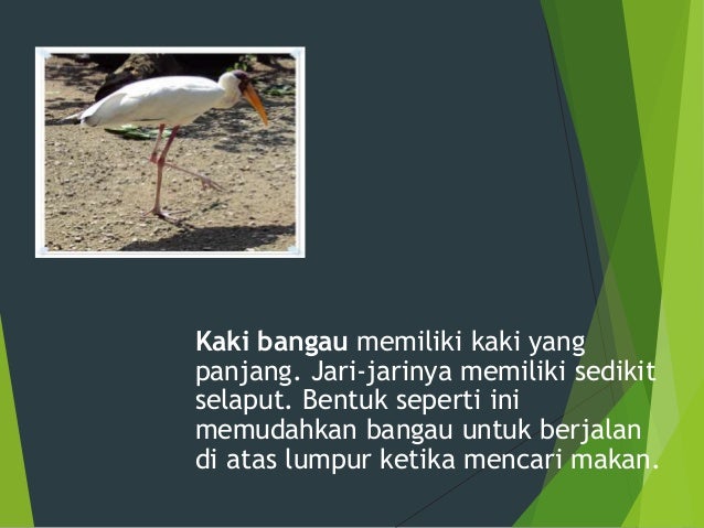 Dokumen Tips Ppt Bentuk Luar Tubuh Hewan Dan Tumbuhan