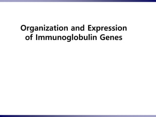 Organization and Expression
of Immunoglobulin Genes
 