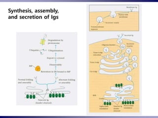 dokumen.tips_organization-and-expression-of-immunoglobulin-genes ...