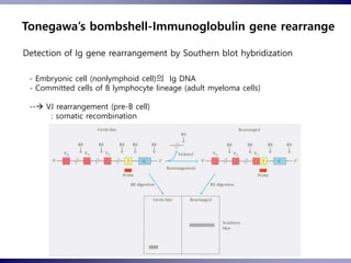 dokumen.tips_organization-and-expression-of-immunoglobulin-genes-568c642ba9d69.ppt