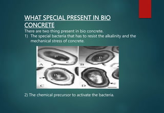 WHAT SPECIAL PRESENT IN BIO
CONCRETE
There are two thing present in bio concrete.
1) The special bacteria that has to resist the alkalinity and the
mechanical stress of concrete.
2) The chemical precursor to activate the bacteria.
 