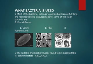 WHAT BACTERIA IS USED
Most of the bacteria belongs to genus bacillus are fulfilling
the required criteria discussed above. some of the list of
bacteria are
B. Pseudofirmus ,
B. Cohnii B. Filla B.
Pasteurii…etc
The suitable chemical precursor found to be most suitable
is “calcium lactate” Ca(C3H5O2)2
 