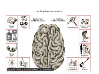 Les fonctions du cerveau
 