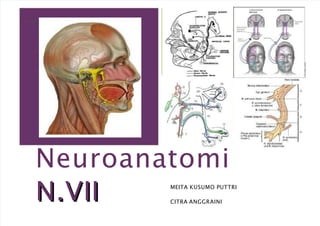 +
Neuroanatomi
N.VII
N.VII MEITA KUSUMO PUTTRI
CITRA ANGGRAINI
 