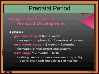 Prenatal Period
 