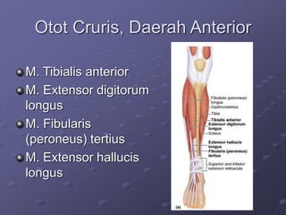 dokumen.tips_anatomi-extremitas-inferior-569e48c1235a5.ppt