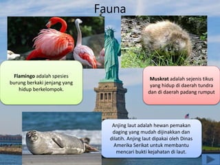 Fauna
Flamingo adalah spesies
burung berkaki jenjang yang
hidup berkelompok.
Anjing laut adalah hewan pemakan
daging yang mudah dijinakkan dan
dilatih. Anjing laut dipakai oleh Dinas
Amerika Serikat untuk membantu
mencari bukti kejahatan di laut.
Muskrat adalah sejenis tikus
yang hidup di daerah tundra
dan di daerah padang rumput
 