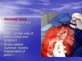• Abomasal ulcers :
suckling calves and
adult cattle
(buffaloes)
• adult: 1st few wks of
partu.(stress and
lactation)
• Stress related
(summer months
independent of
partu.)
 