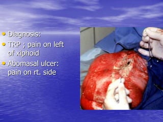 • Diagnosis:
• TRP ; pain on left
of xiphoid
• Abomasal ulcer:
pain on rt. side
 