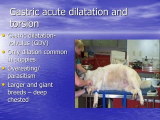 Gastric acute dilatation and
torsion
• Gastric dilatation-
volvulus (GDV)
• Only dilation common
in puppies
• Overeating/
parasitism
• Larger and giant
breeds – deep
chested
 